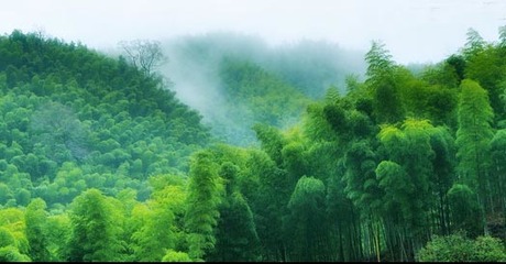 翠竹生金 崇义打造现代竹产业体系的创新实践